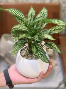 đuôi công lá sọc