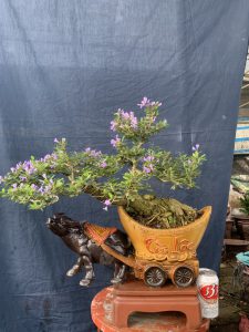 Linh Sam Bonsai Dáng Huyền - Trâu Kỷ Sửu Rước Tài Lộc