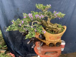 Linh Sam Bonsai Dáng Huyền - Trâu Kỷ Sửu Rước Tài Lộc