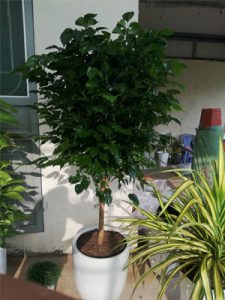 hạnh phúc thân tree