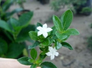 Bỏng Nẻ Tàn Thiên Nhiên