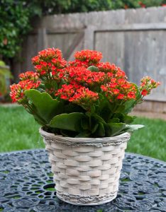 trường sinh hoa đỏ sống đời