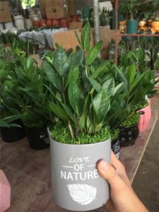 kim tiền kim phát tài