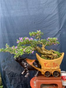 Linh Sam Bonsai Dáng Huyền - Trâu Kỷ Sửu Rước Tài Lộc