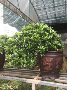 mẫu đơn Bonsai -trang thái