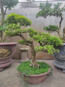 Nguyệt Quế Bonsai