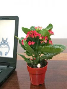 trường sinh hoa đỏ sống đời