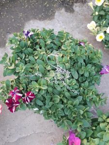 Hoa Dạ Yến Thảo