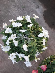 Hoa Dạ Yến Thảo