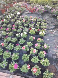 Hoa Dạ Yến Thảo