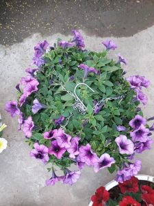 Hoa Dạ Yến Thảo