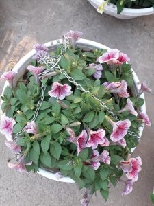 Hoa Dạ Yến Thảo