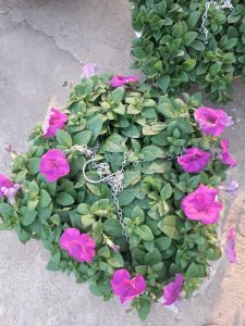 Hoa Dạ Yến Thảo