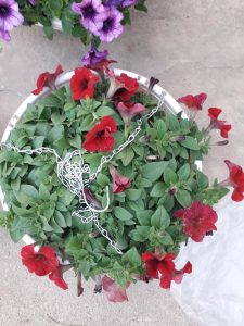 Hoa Dạ Yến Thảo