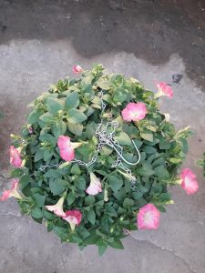 Hoa Dạ Yến Thảo