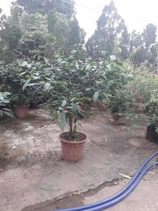 dạ ngọc minh châu