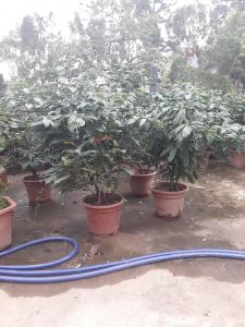 dạ ngọc minh châu