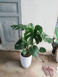 Monstera - Quái Vật Rừng Xanh