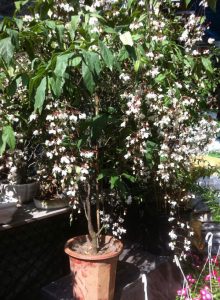 dạ ngọc minh châu