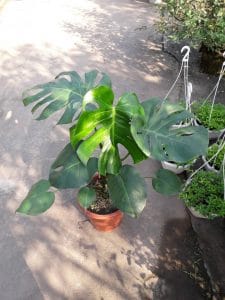 Monstera - Quái Vật Rừng Xanh