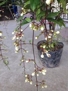 dạ ngọc minh châu