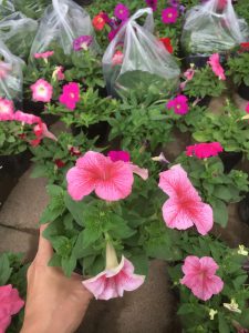 Hoa Dạ Yến Thảo