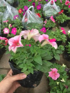 Hoa Dạ Yến Thảo