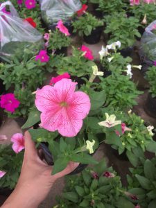 Hoa Dạ Yến Thảo