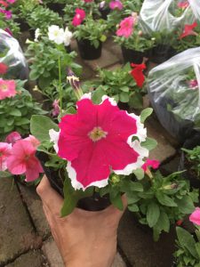 Hoa Dạ Yến Thảo