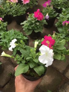 Hoa Dạ Yến Thảo