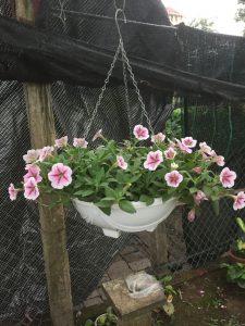 Hoa Dạ Yến Thảo