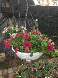 Hoa Dạ Yến Thảo