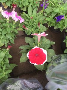 Hoa Dạ Yến Thảo