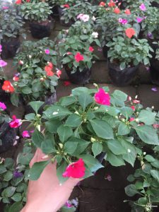 Ngọc Thảo - Mai Địa Thảo