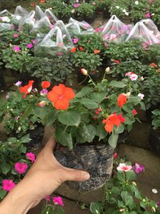 Ngọc Thảo - Mai Địa Thảo