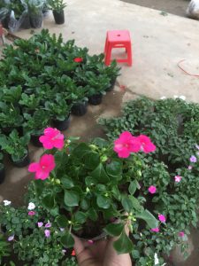 Ngọc Thảo - Mai Địa Thảo