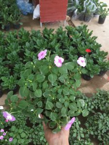 Ngọc Thảo - Mai Địa Thảo