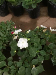 Ngọc Thảo - Mai Địa Thảo