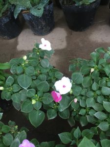 Ngọc Thảo - Mai Địa Thảo