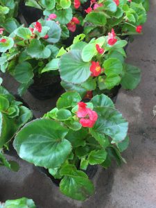 Hoa Thu Hải Đường