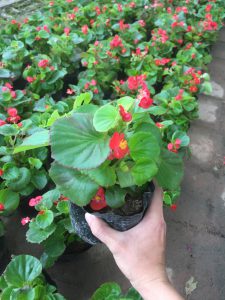 Hoa Thu Hải Đường