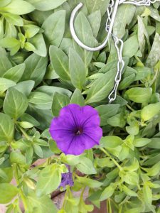 Hoa Dạ Yến Thảo