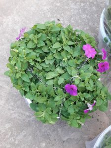 Hoa Dạ Yến Thảo