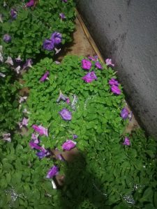 Hoa Dạ Yến Thảo