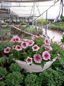 Hoa Dạ Yến Thảo