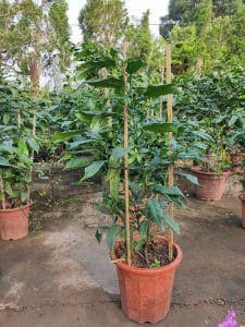 Dạ Ngọc Minh Châu