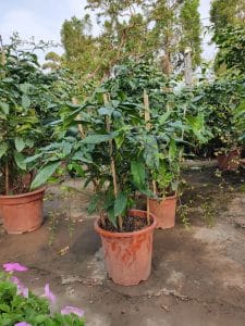 Dạ Ngọc Minh Châu