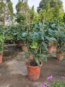 Dạ Ngọc Minh Châu