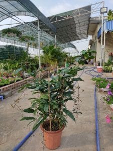 Dạ Ngọc Minh Châu