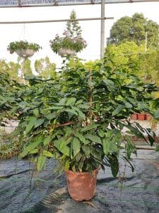 Dạ Ngọc Minh Châu